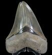 Serrated, Megalodon Tooth - Colorful Blade #64541-1